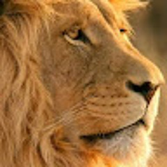 اسامة ليث