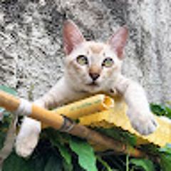 7.Peerawit Chonsiripong