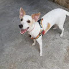 Fernanda Dayana Pereira