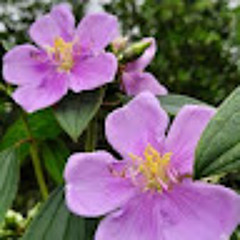 Hiếu