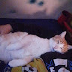 Niaa