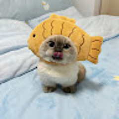 Huy Dangg