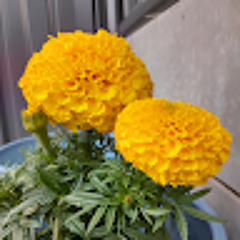 T.sunflower97