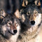 Chris “timber wolf”