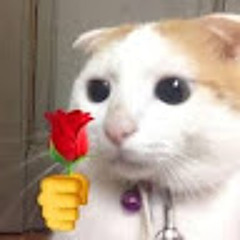 Ngocc Bichh Hgg Nhu