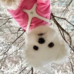 Nguyen Duong Ngoc Anh