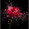 Irfan Mahmood