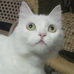 Anas Shanawany