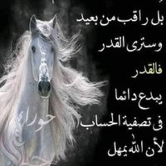محمد مطر
