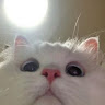 Коля Кот