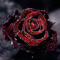 rosee