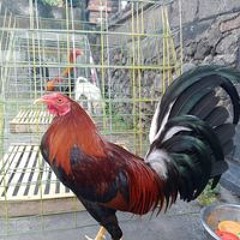 Kadek Rai Eka