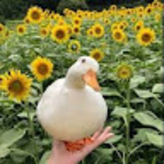 Duck In a field