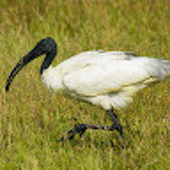 Pelican