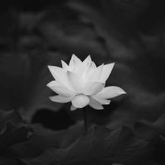 Quách Cẩm Tứ