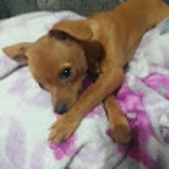 DoggyDoggy