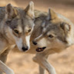 חיים צבי קוגן