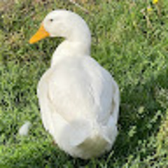 Steven Quick