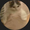 fat cat