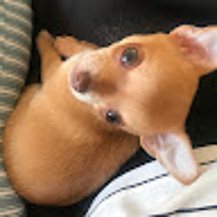 Bambi The chihuahua
