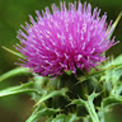 الطب البديل