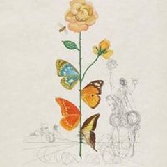 Dawn Williams Gallagher