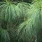 Sorax Games VLOGS
