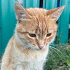 bekzat
