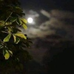 سهيلة عمرو