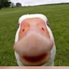 Віталя Славський