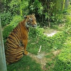 adam