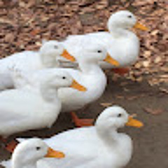 ふみ丸