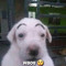 Lenny