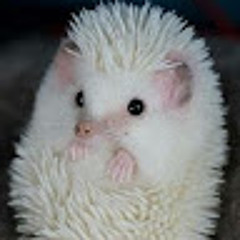 Недоумевающий ежик