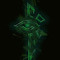 Technohydra Gaming
