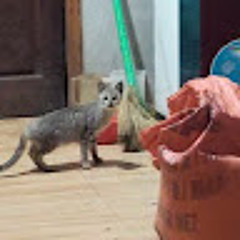 Nguyên Lương Đình