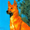 pets perpette