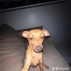 Thằng Đầu Đất