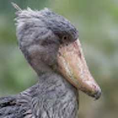 Narayana