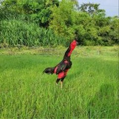 Lính Hậu Cần