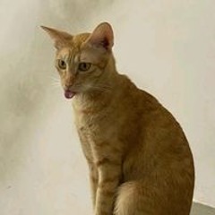 Không Không Không Một