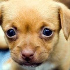 Candyfloss_princess81