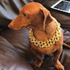 Weiner Dog Frank
