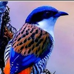 Mehtabasif2