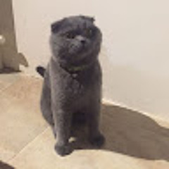el bibo