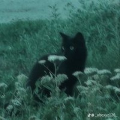 Phúc Đinh