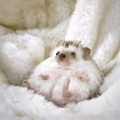 Діма Кокайло