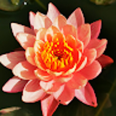 ต้น ศิริวุฒิ