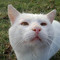 Cocsicat