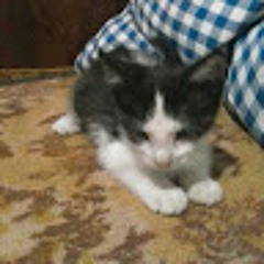 LLOYD